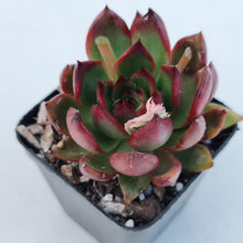 Load image into Gallery viewer, Echeveria Benimusume - John & Norma's Succulents