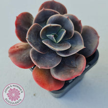 Load image into Gallery viewer, Echeveria Blue Metal - John & Norma's Succulents