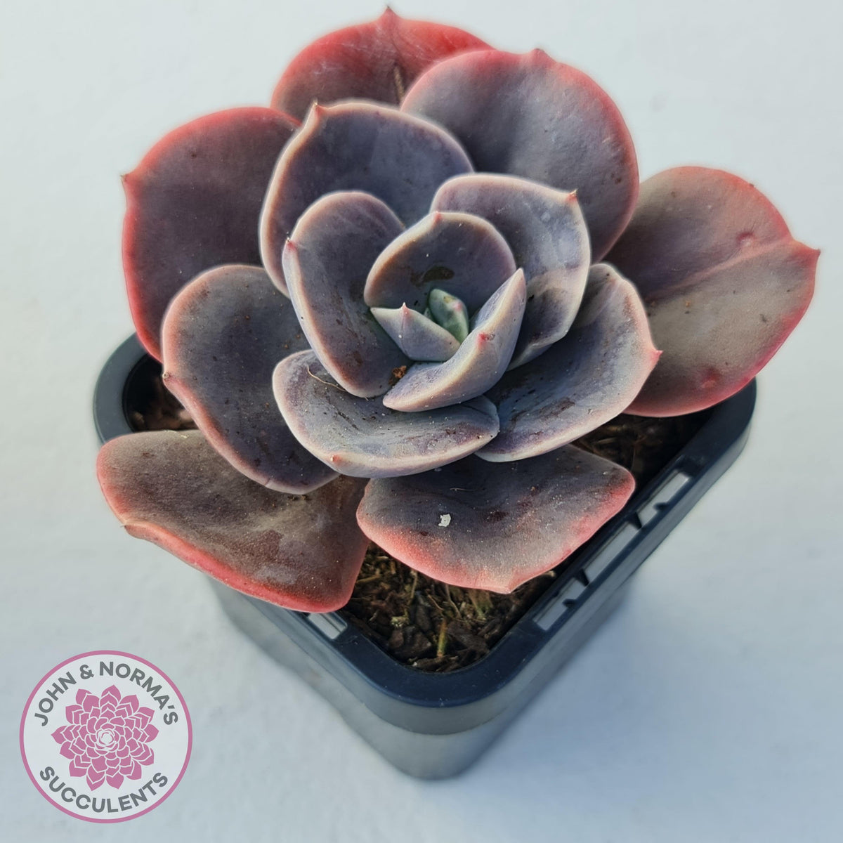 Echeveria Blue Metal (Single)