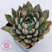 Load image into Gallery viewer, Echeveria Cats Eye - John & Norma's Succulents