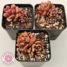Load image into Gallery viewer, Echeveria Chocolate Cube - John & Norma's Succulents