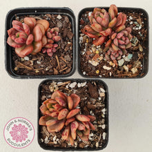 Load image into Gallery viewer, Echeveria Chocolate Cube - John & Norma's Succulents