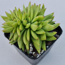 Load image into Gallery viewer, Echeveria agavoides corderoyi crest - John & Norma's Succulents