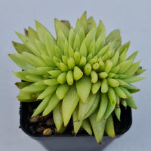 Load image into Gallery viewer, Echeveria agavoides corderoyi crest - John & Norma's Succulents