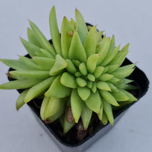 Load image into Gallery viewer, Echeveria agavoides corderoyi crest - John & Norma's Succulents