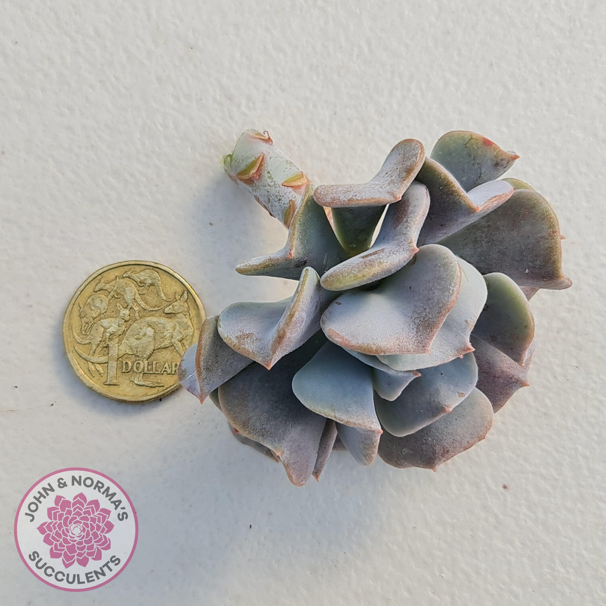 Echeveria Cubic Frost Cutting/s