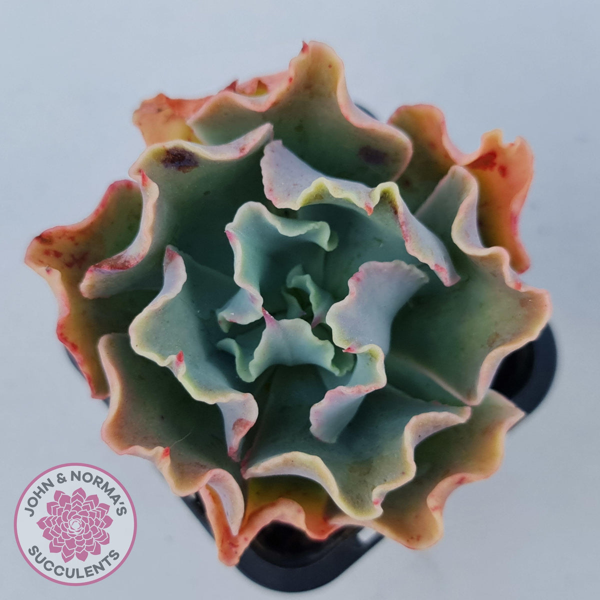 Echeveria Curly Locks