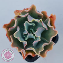 Load image into Gallery viewer, Echeveria Curly Locks - John & Norma's Succulents