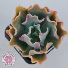 Load image into Gallery viewer, Echeveria Curly Locks - John & Norma's Succulents