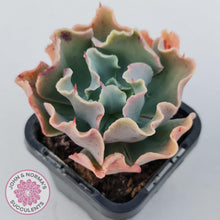 Load image into Gallery viewer, Echeveria Curly Locks - John & Norma's Succulents