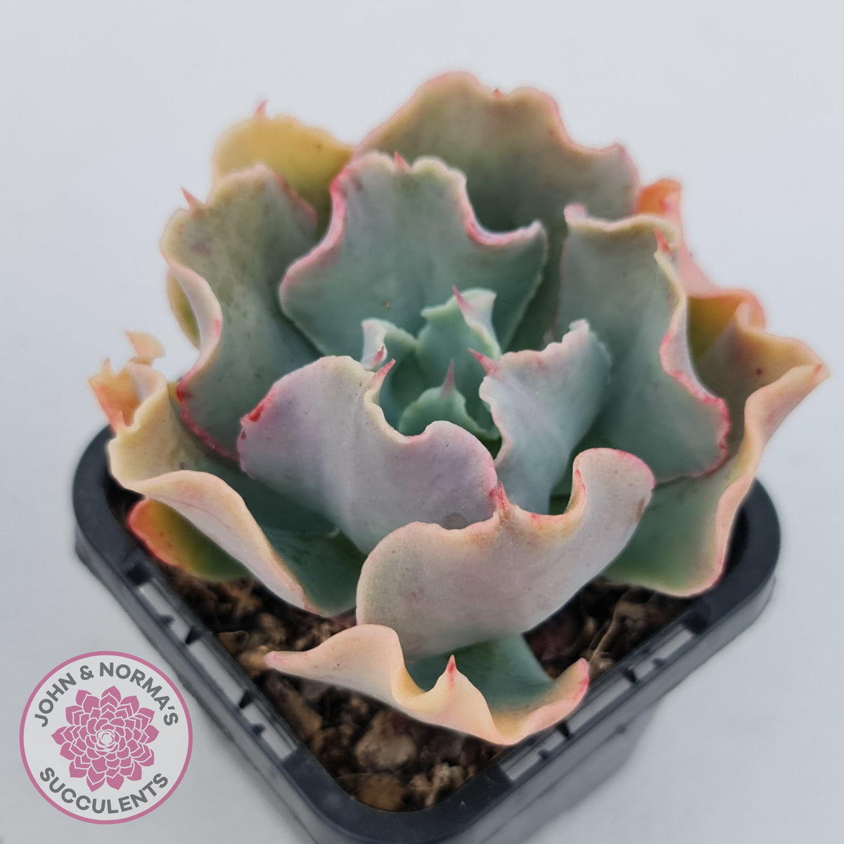 Echeveria Curly Locks