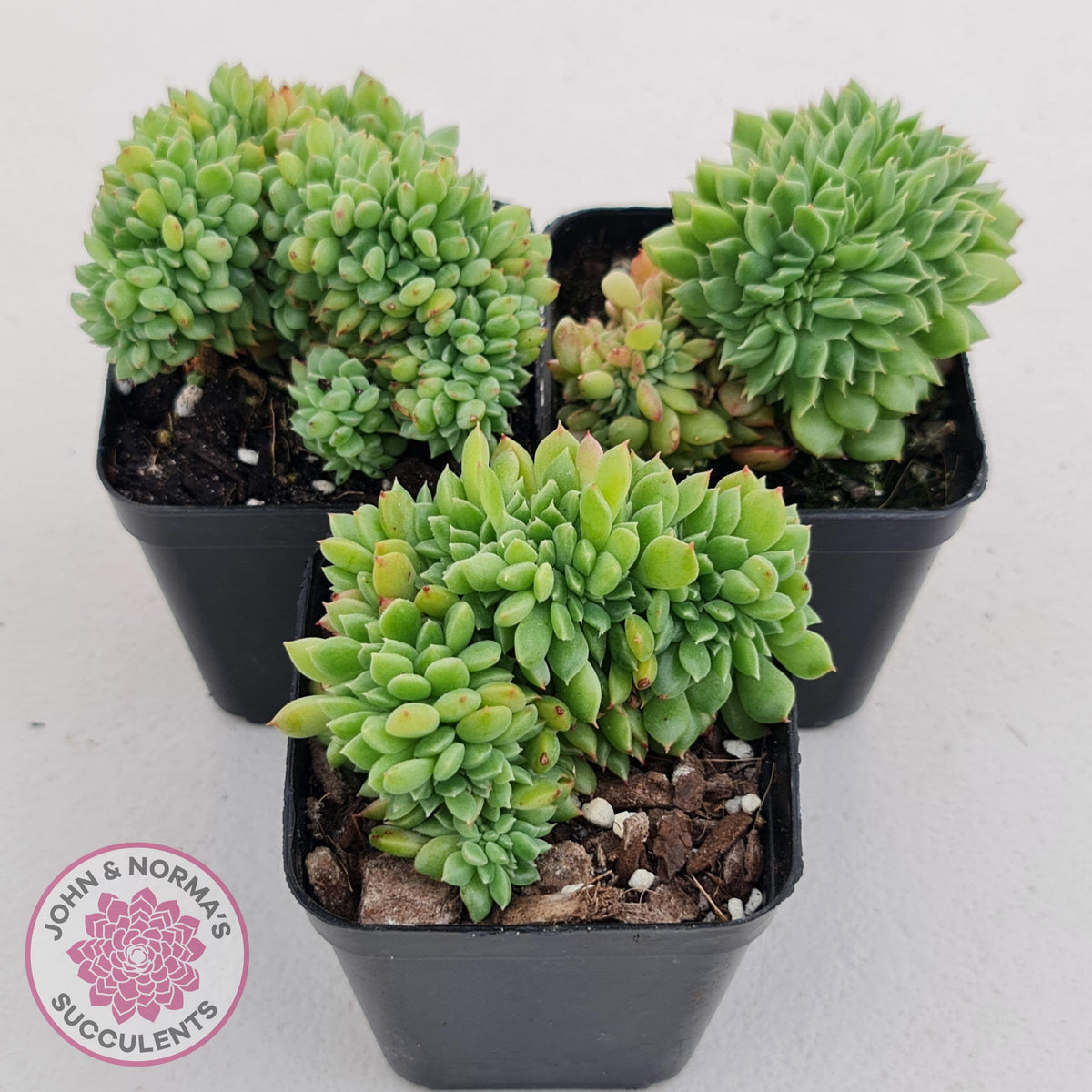 Echeveria Emerald Ripple Crest