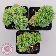 Load image into Gallery viewer, Echeveria Emerald Ripple Crest - John & Norma's Succulents