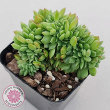 Load image into Gallery viewer, Echeveria Emerald Ripple Crest - John & Norma's Succulents