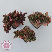 Load image into Gallery viewer, Echeveria Fimbriata Fasciculata Crest - John & Norma's Succulents