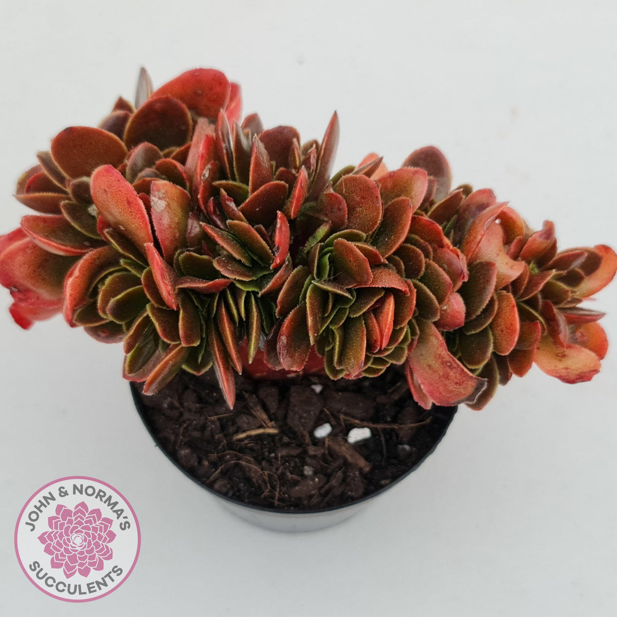 Echeveria Fimbriata Fasciculata Crest