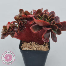 Load image into Gallery viewer, Echeveria Fimbriata Fasciculata Crest - John & Norma's Succulents