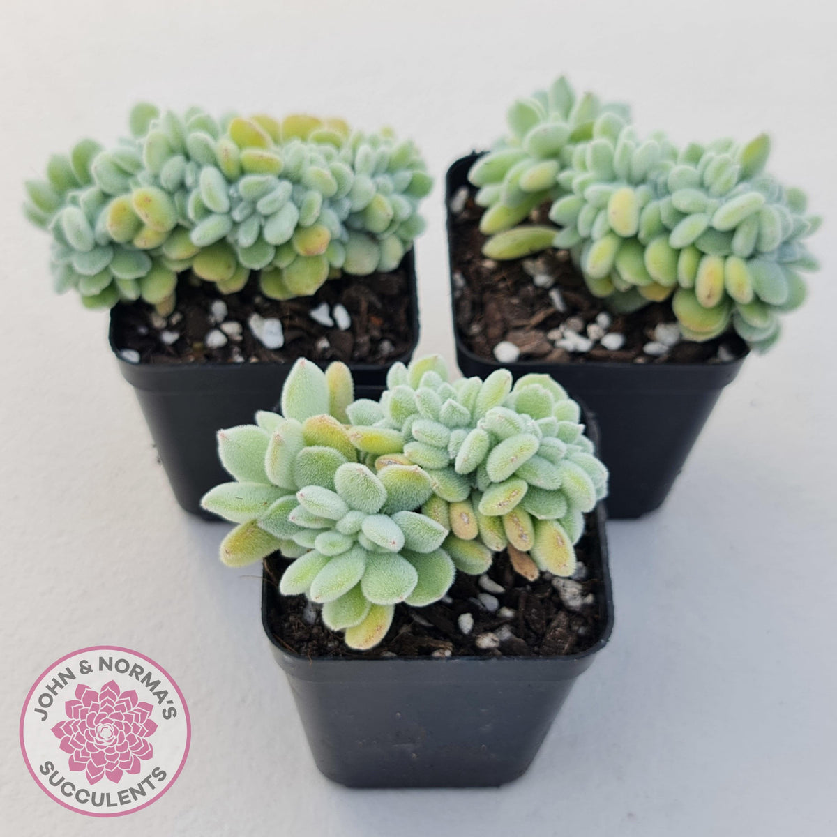 Echeveria pulvinata 'Frosty' Crest
