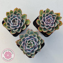 Load image into Gallery viewer, Echeveria Hera - John & Norma's Succulents