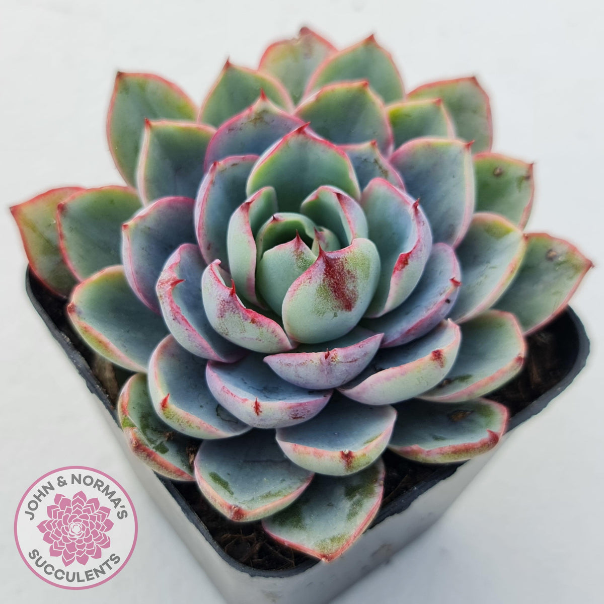 Echeveria Hera