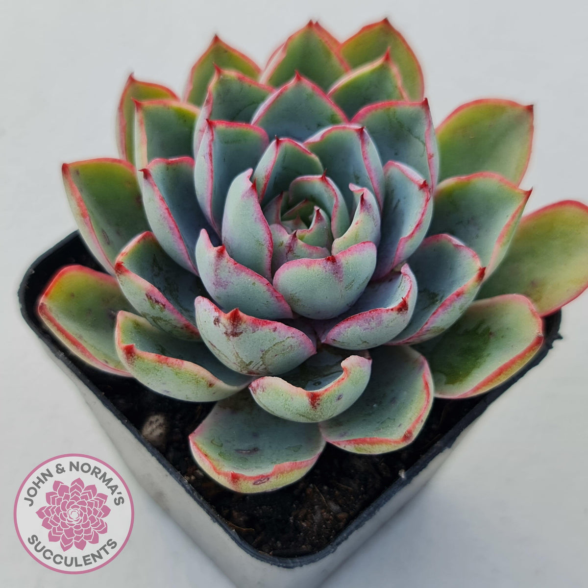 Echeveria Hera