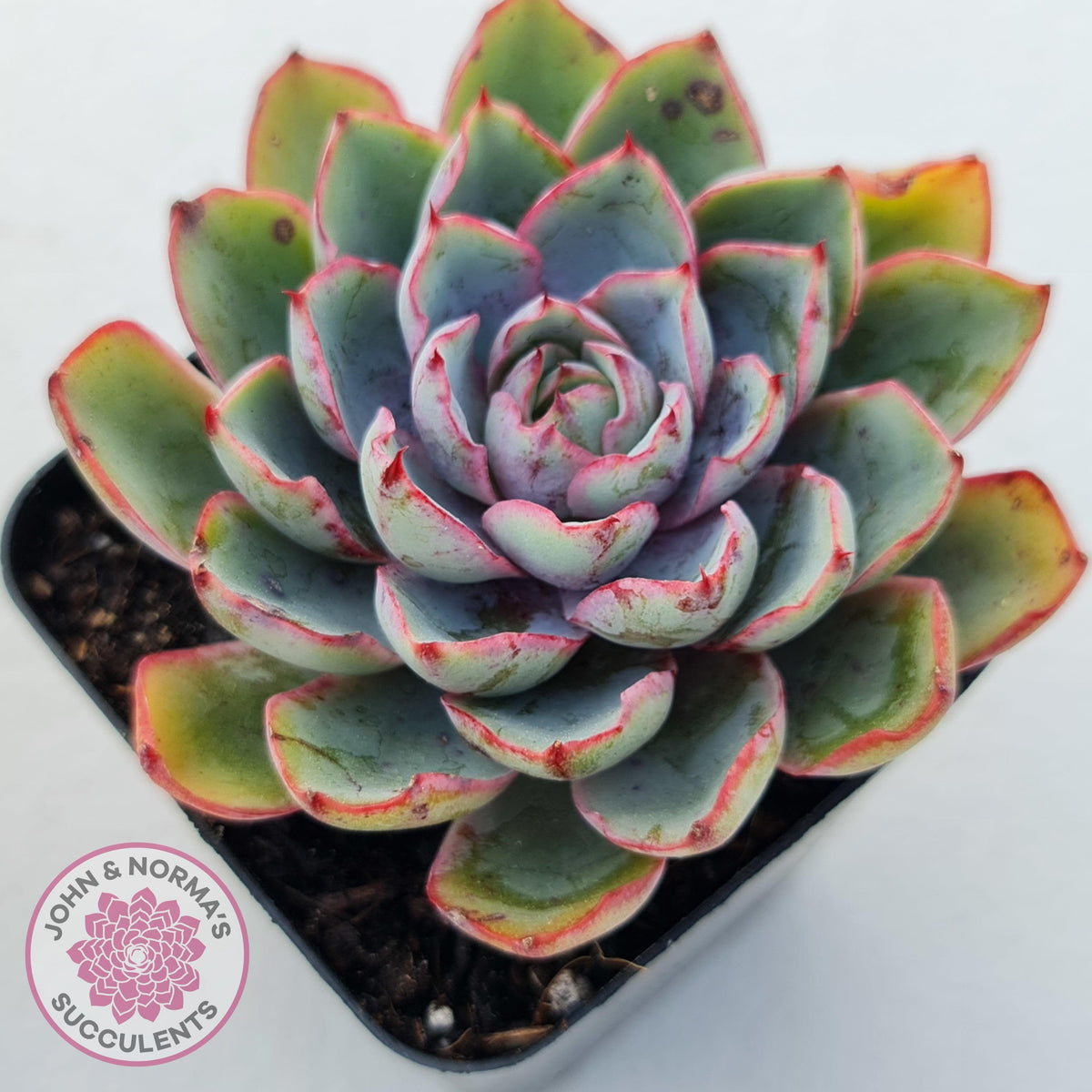 Echeveria Hera