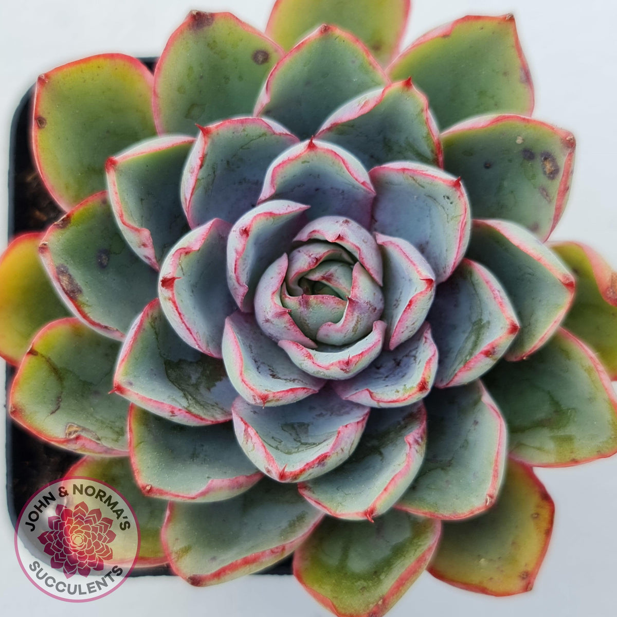Echeveria Hera