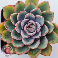 Load image into Gallery viewer, Echeveria Hera - John & Norma's Succulents