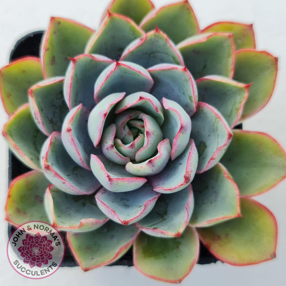 Echeveria Hera