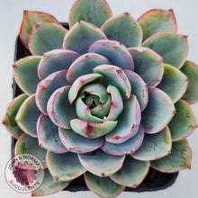 Load image into Gallery viewer, Echeveria Hera - John & Norma's Succulents