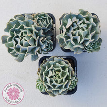 Load image into Gallery viewer, Echeveria Pinwheel Revolution - John & Norma's Succulents