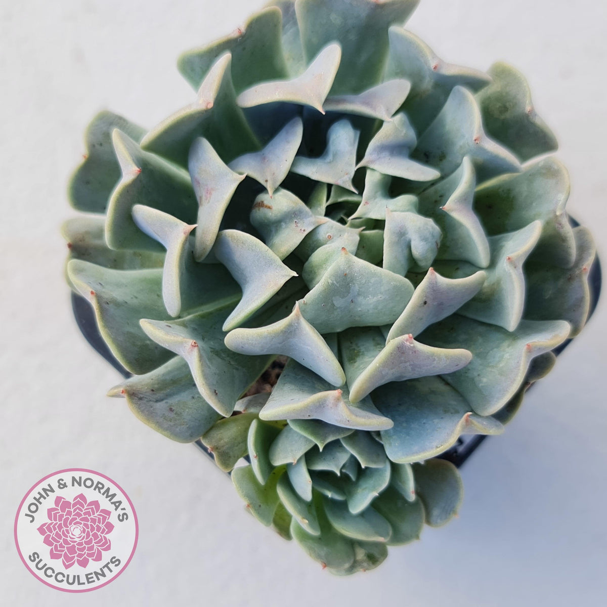 Echeveria Pinwheel Revolution