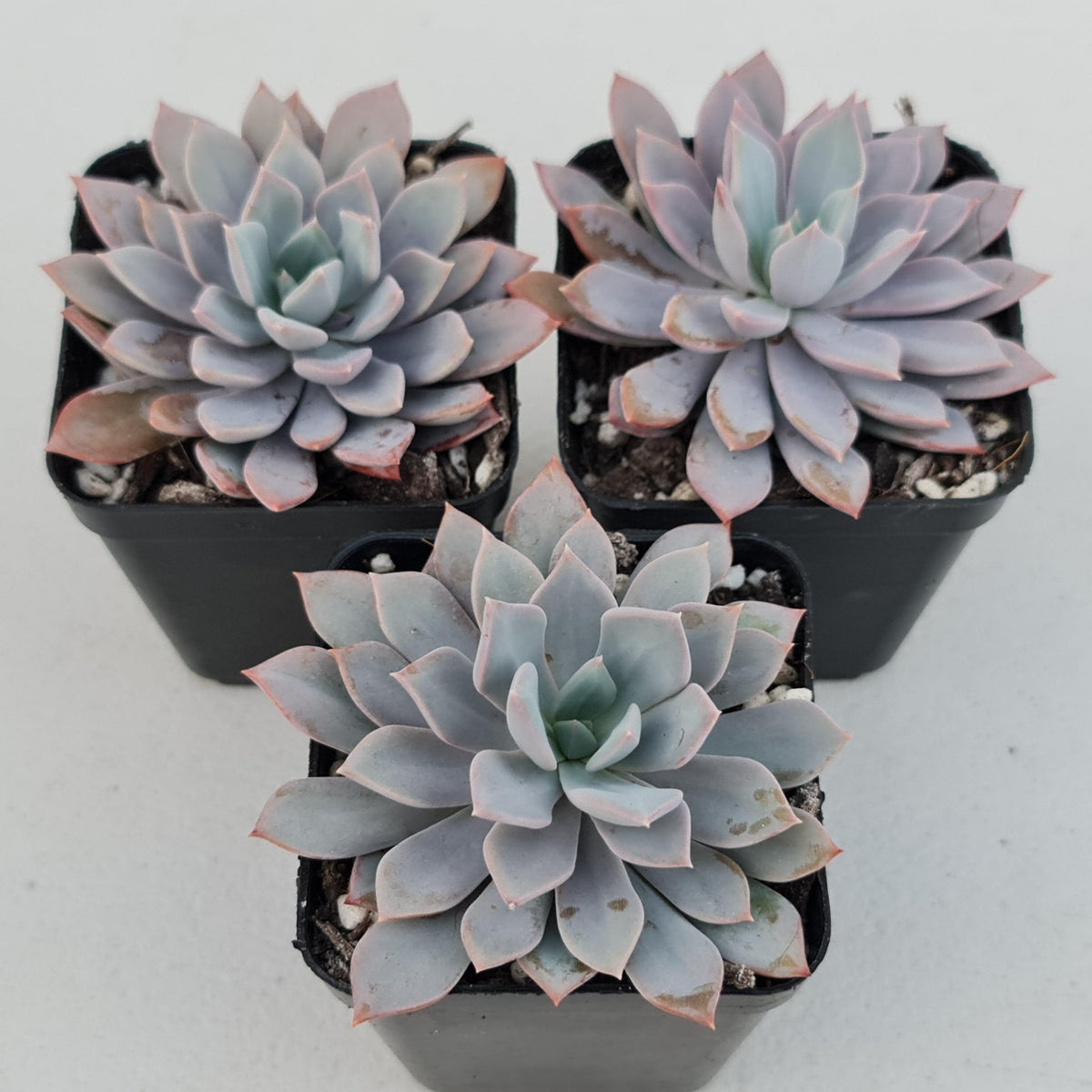 Echeveria Prunella