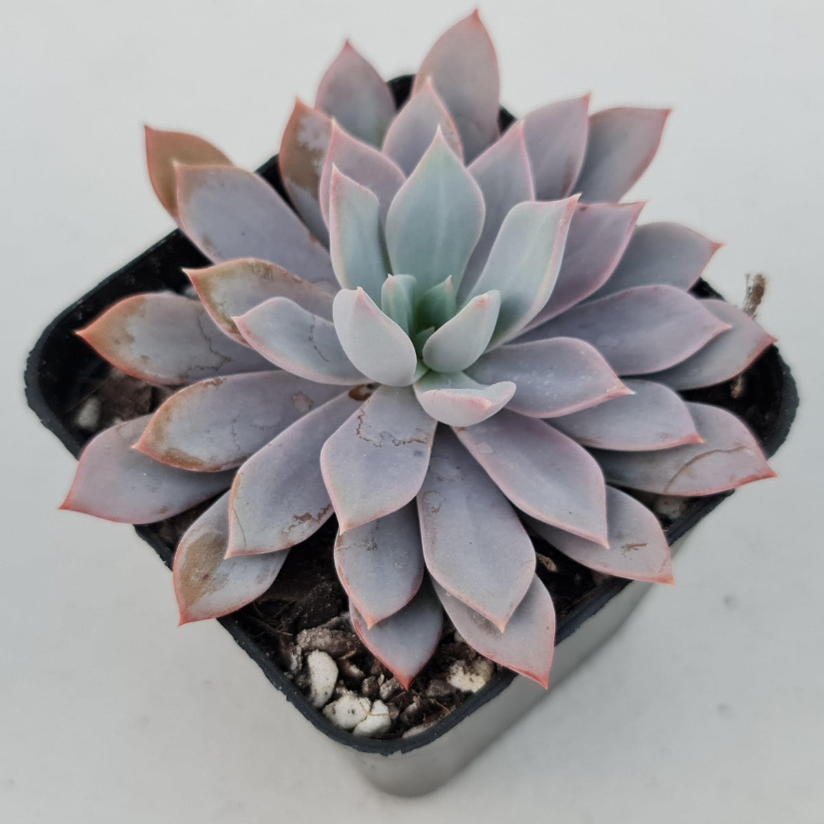 Echeveria Prunella