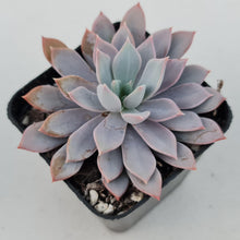 Load image into Gallery viewer, Echeveria Prunella - John & Norma's Succulents