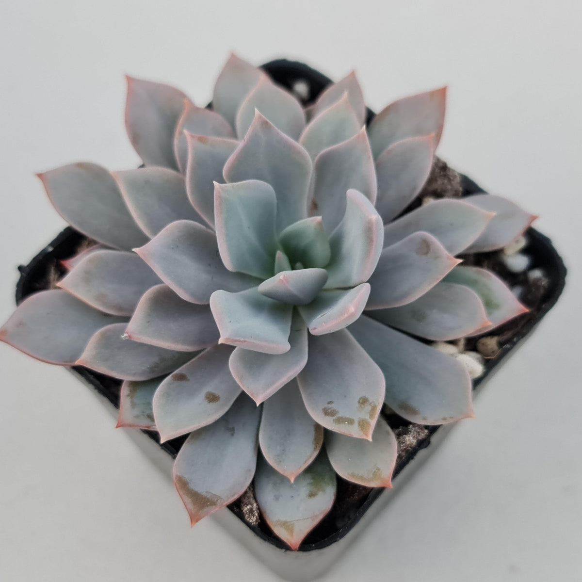 Echeveria Prunella