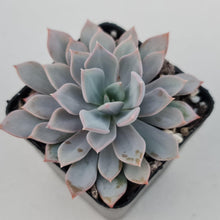 Load image into Gallery viewer, Echeveria Prunella - John & Norma's Succulents