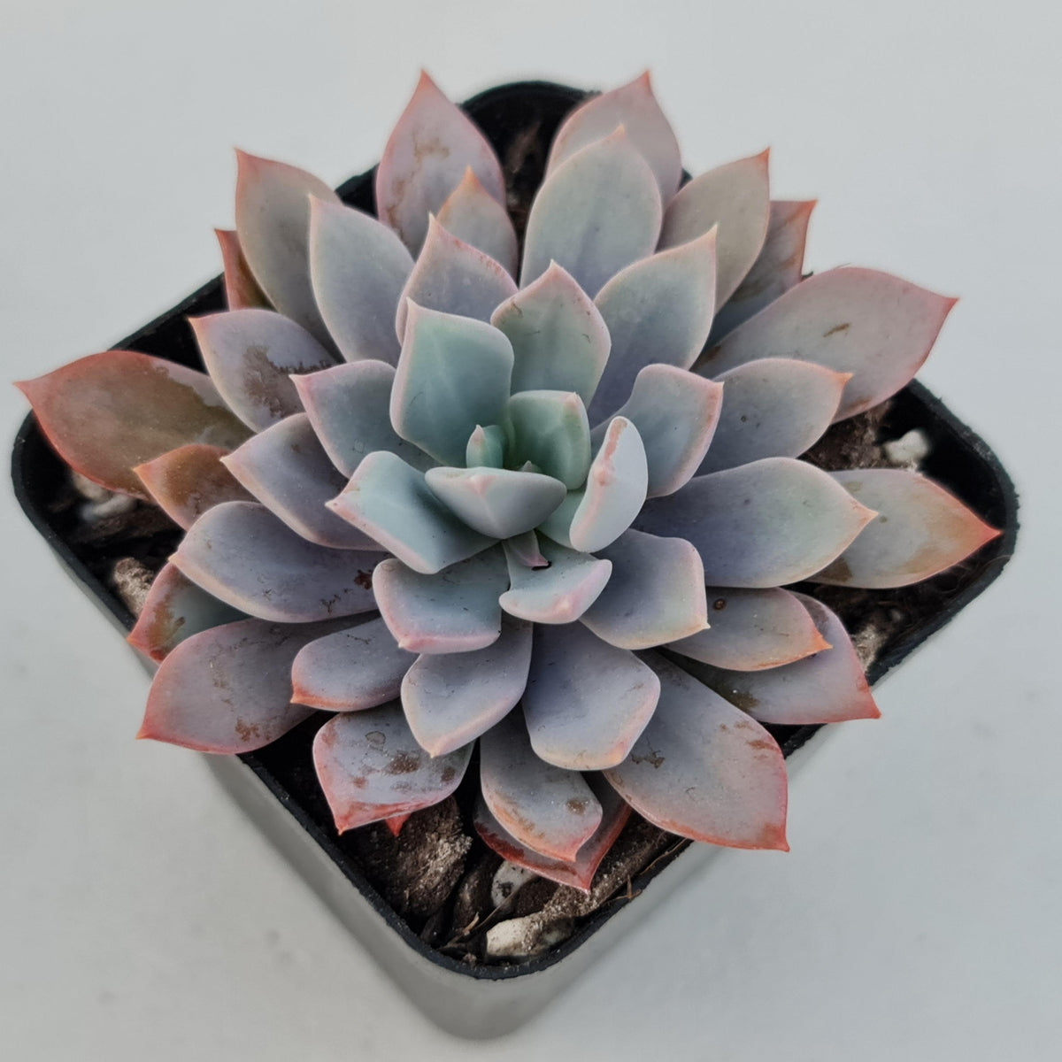 Echeveria Prunella