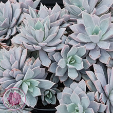Load image into Gallery viewer, Echeveria Prunella - John & Norma's Succulents