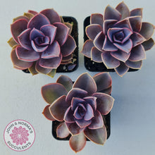 Load image into Gallery viewer, Echeveria Purple Pearl - John & Norma's Succulents