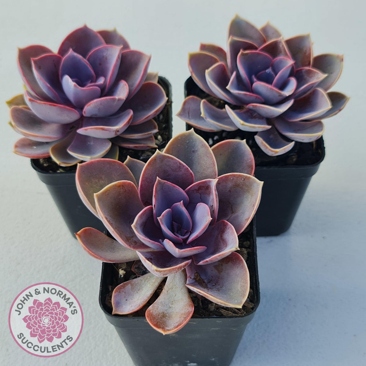 Echeveria 'Purple Pearl'