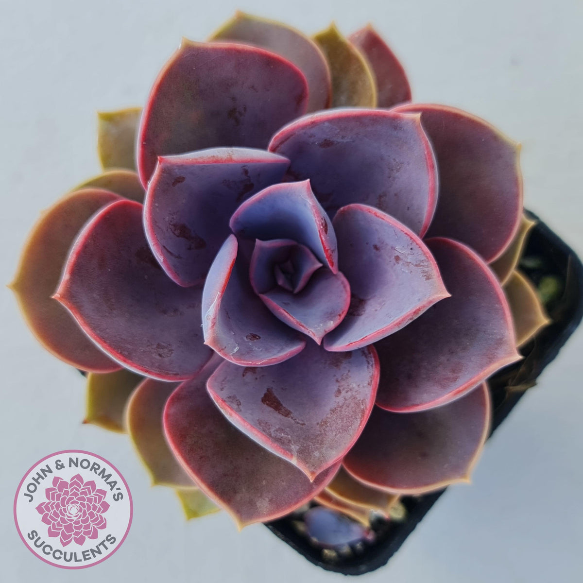 Echeveria 'Purple Pearl'