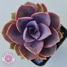 Load image into Gallery viewer, Echeveria Purple Pearl - John & Norma's Succulents