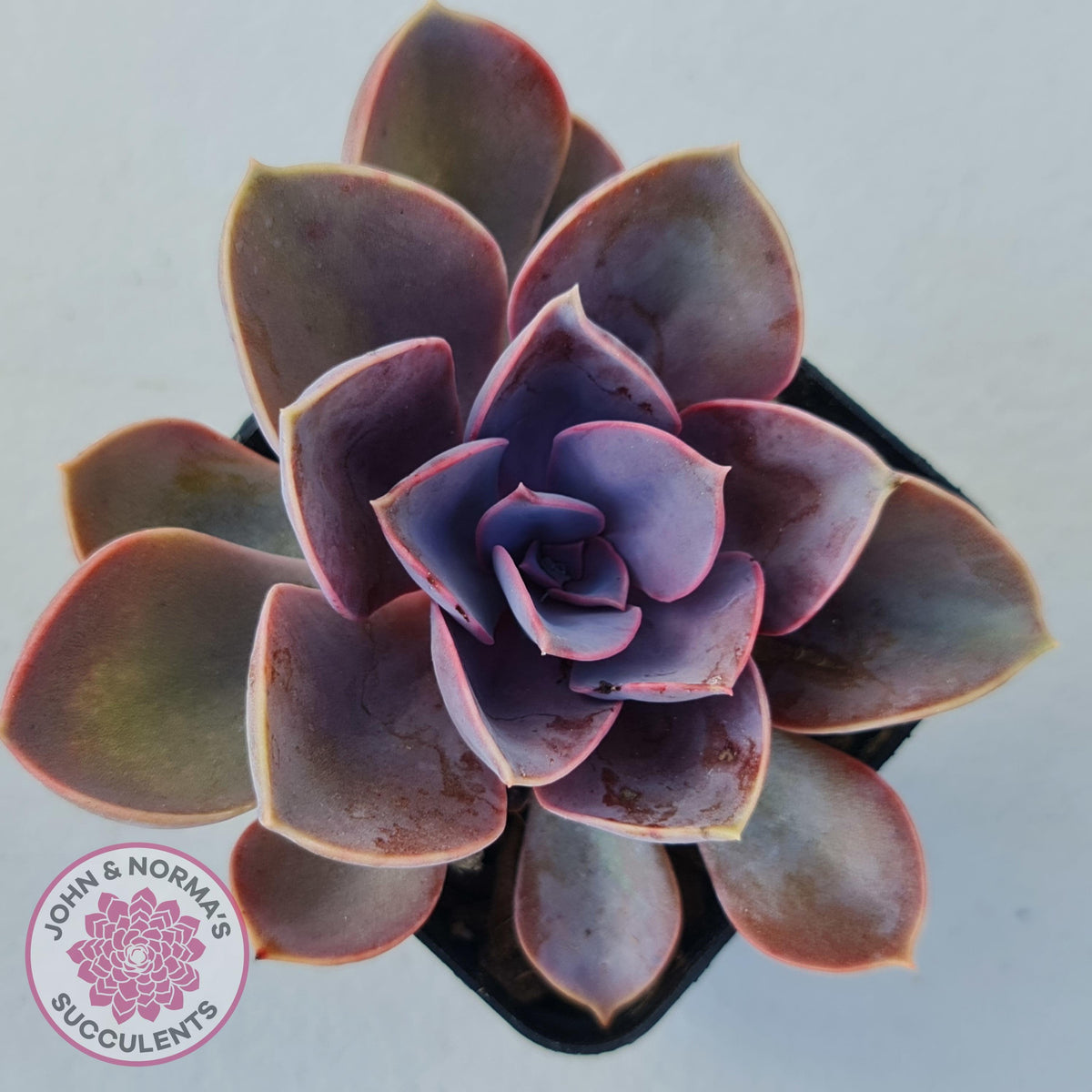 Echeveria 'Purple Pearl'