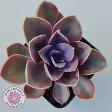 Load image into Gallery viewer, Echeveria Purple Pearl - John & Norma's Succulents