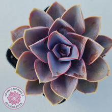 Load image into Gallery viewer, Echeveria Purple Pearl - John & Norma's Succulents
