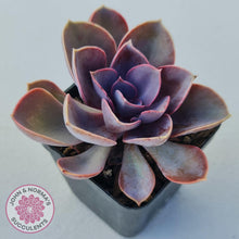 Load image into Gallery viewer, Echeveria Purple Pearl - John & Norma's Succulents