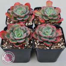 Load image into Gallery viewer, Echeveria 'Rain Drops'