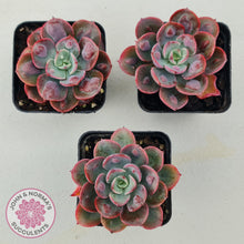 Load image into Gallery viewer, Echeveria 'Rain Drops'