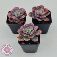Load image into Gallery viewer, Echeveria 'Rain Drops'